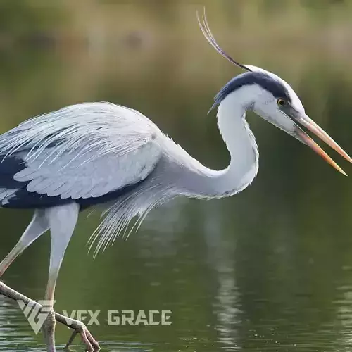 GreyHeron Animation VFX Grace 3D model
