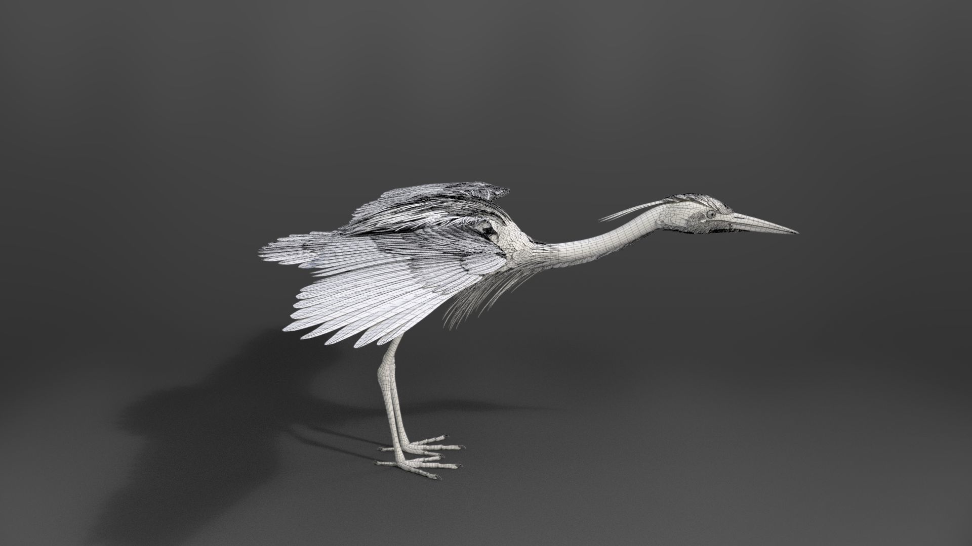 GreyHeron Animation VFX Grace 3D model_60