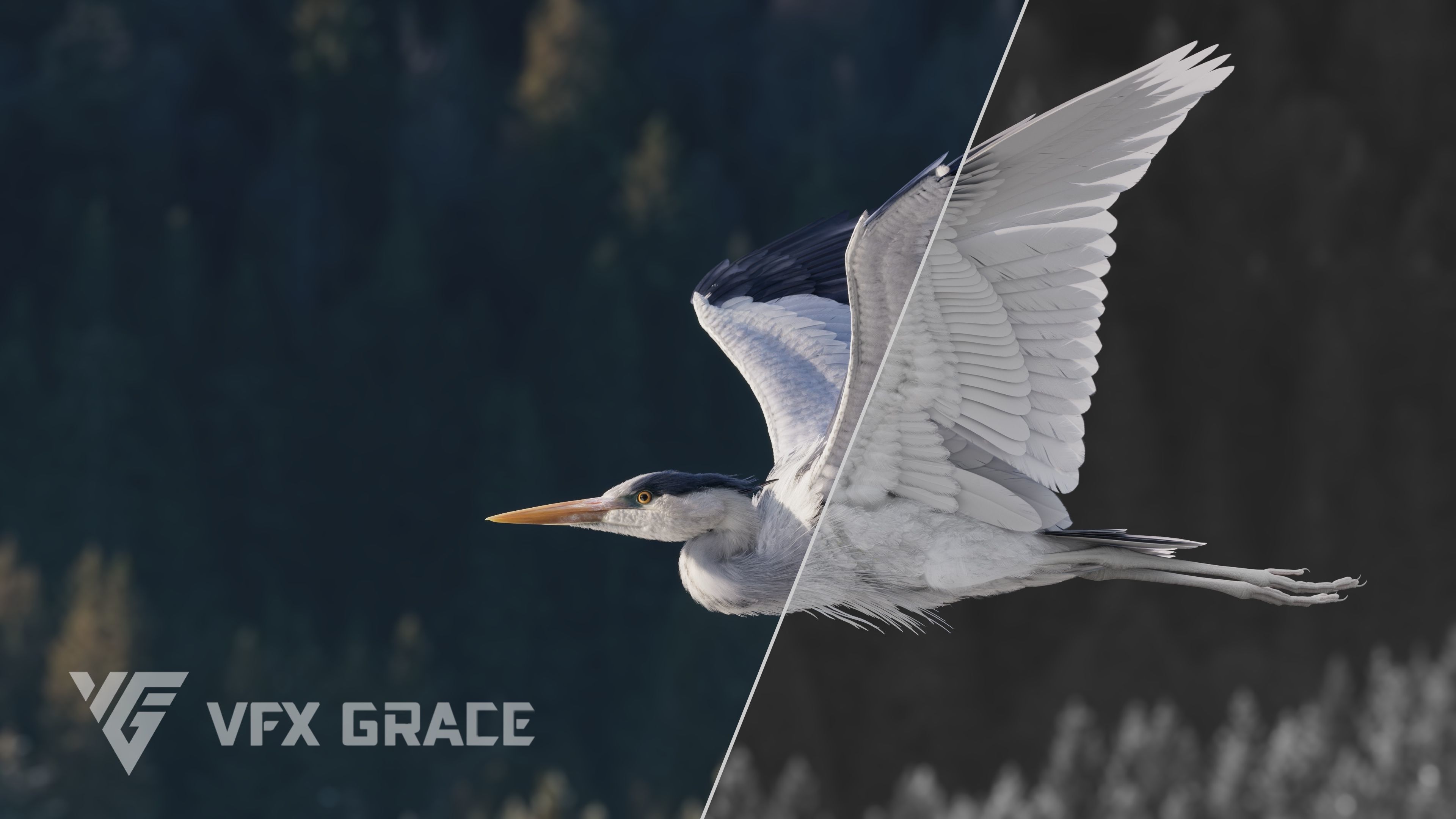 GreyHeron Animation VFX Grace 3D model_5