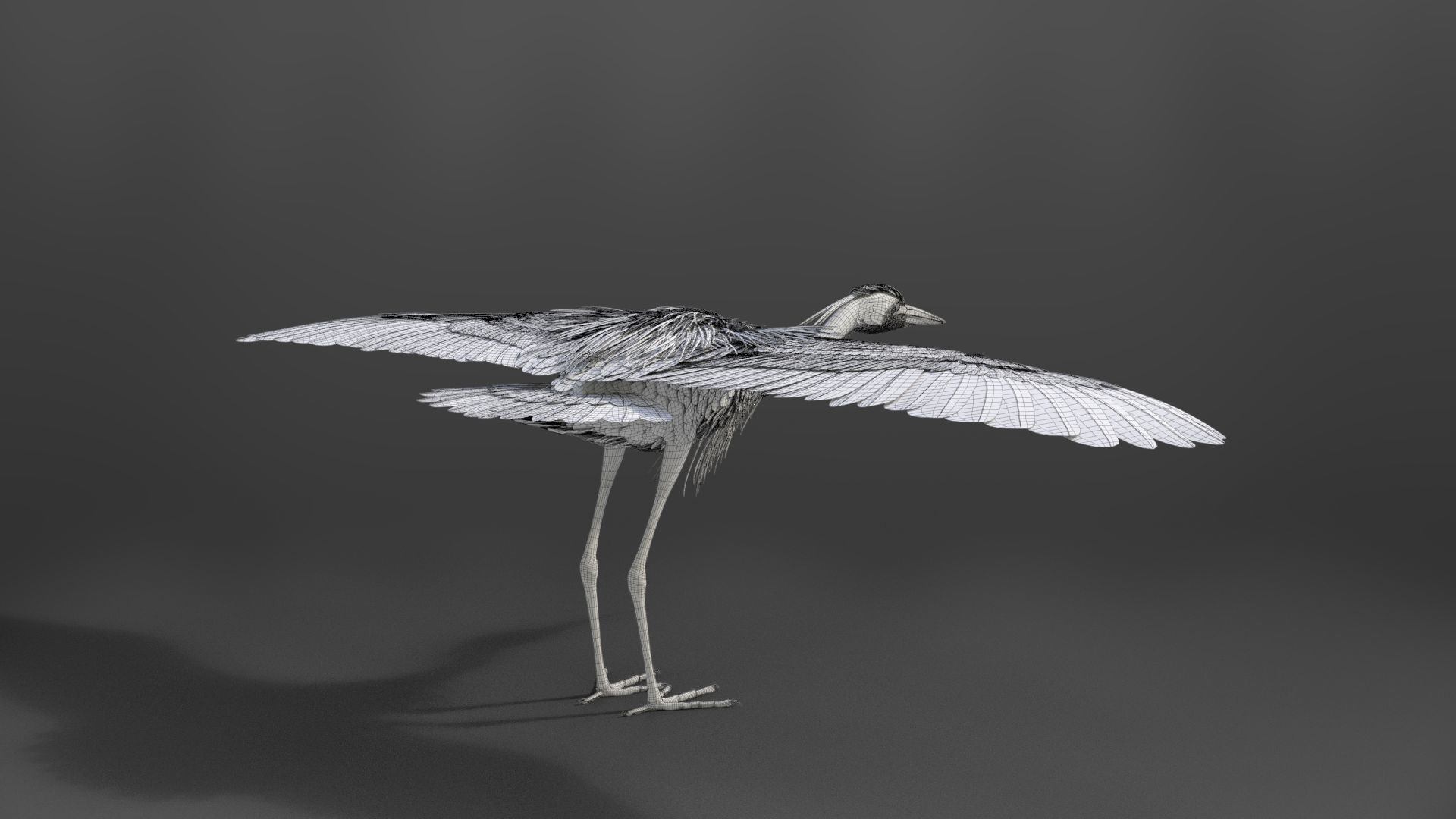 GreyHeron Animation VFX Grace 3D model_61