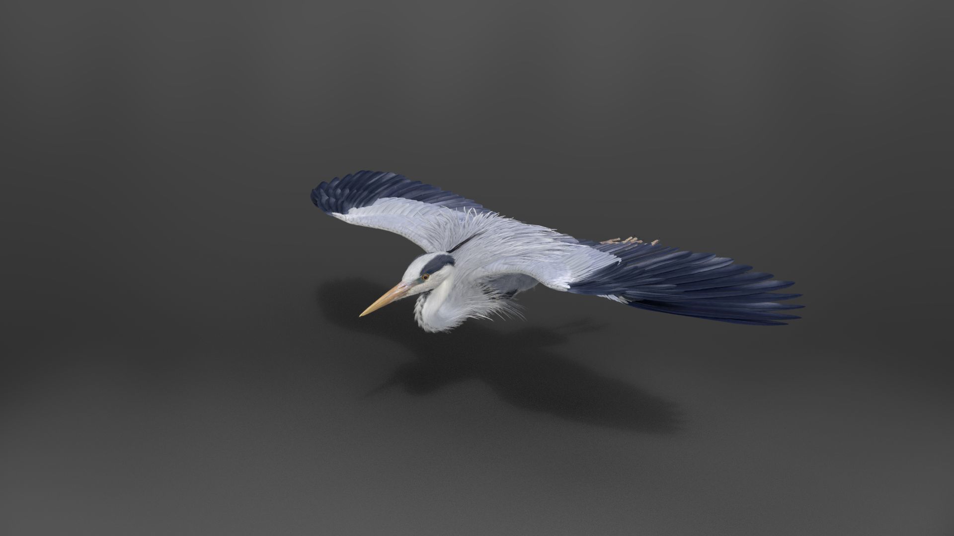 GreyHeron Animation VFX Grace 3D model_15