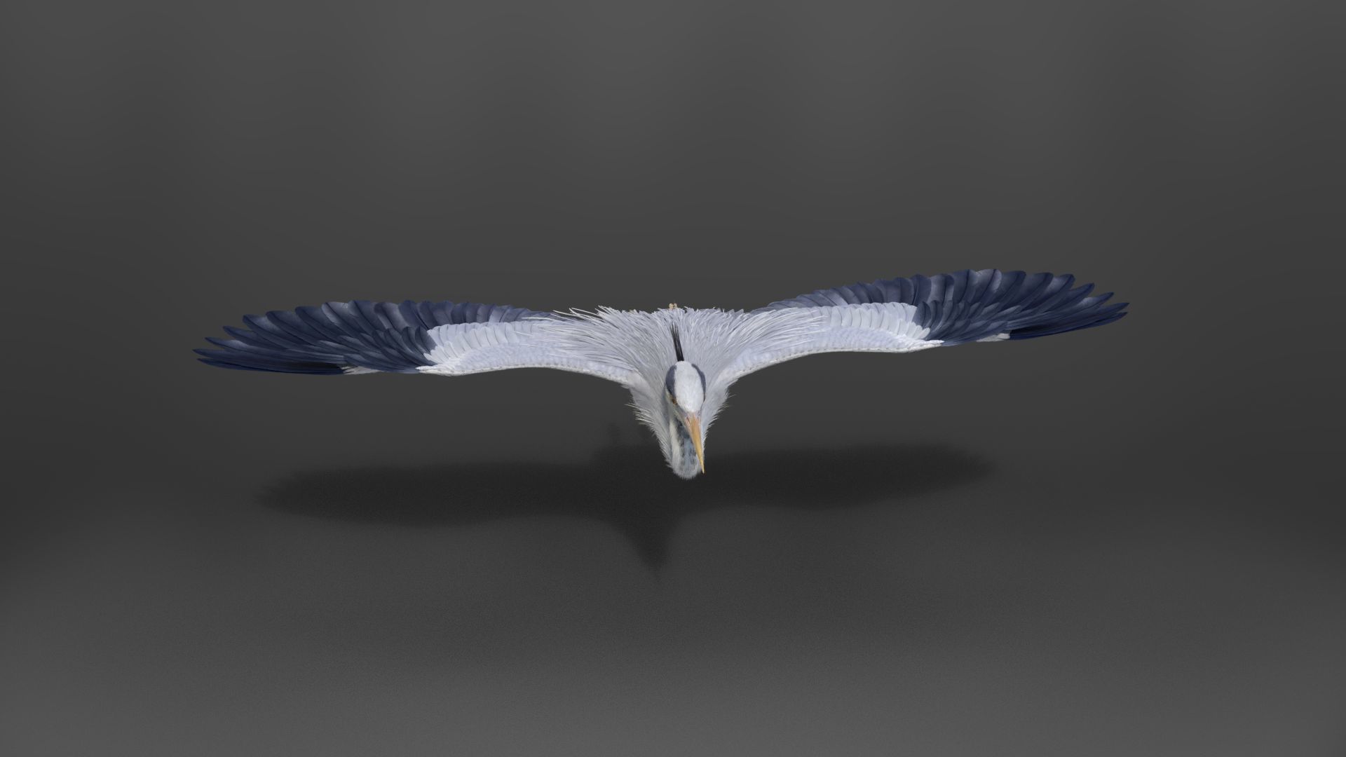 GreyHeron Animation VFX Grace 3D model_10