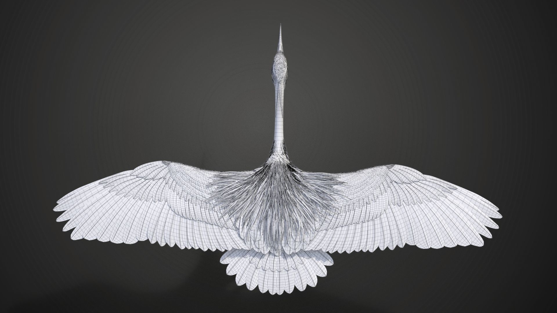 GreyHeron Animation VFX Grace 3D model_62