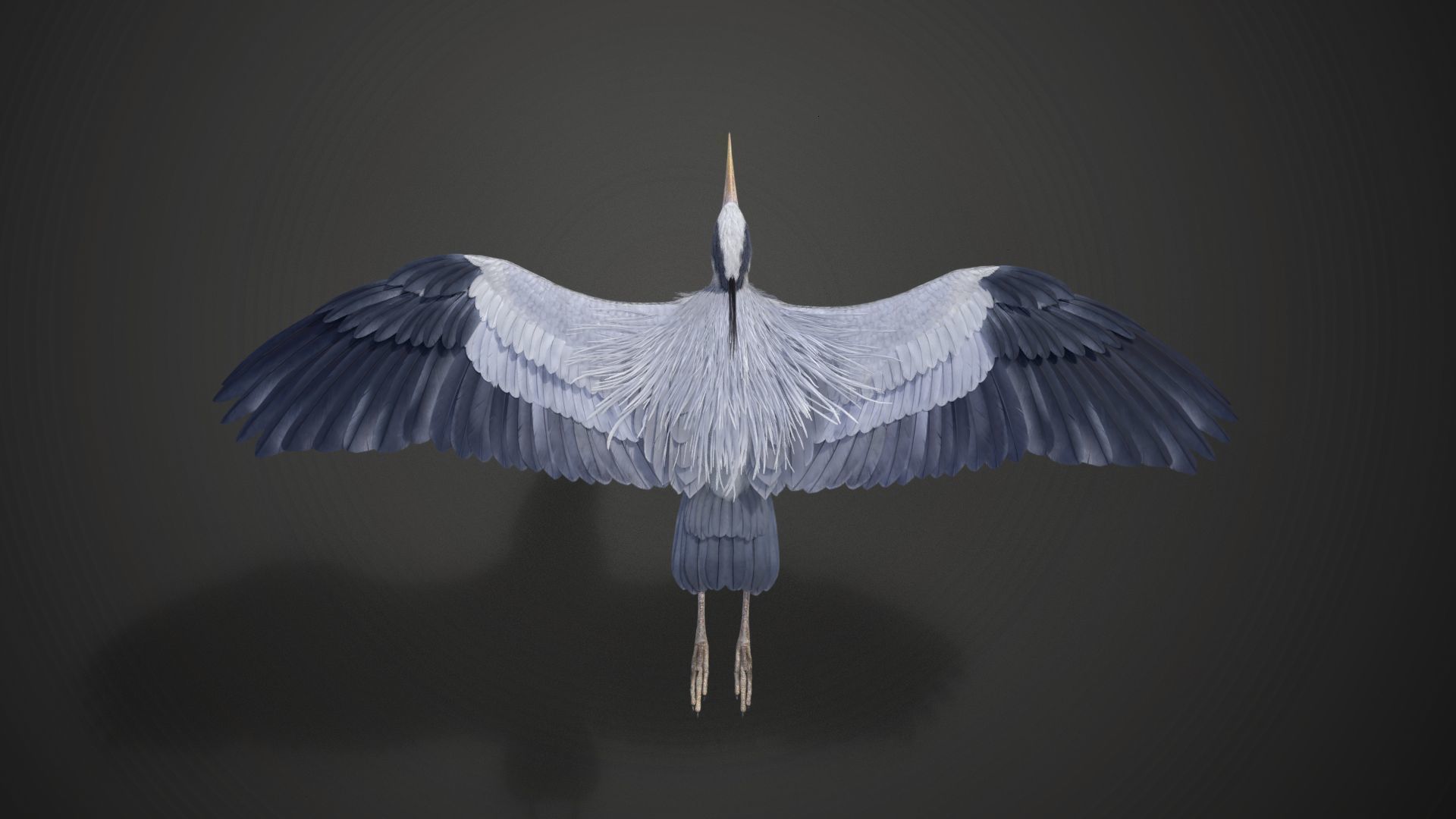 GreyHeron Animation VFX Grace 3D model_21