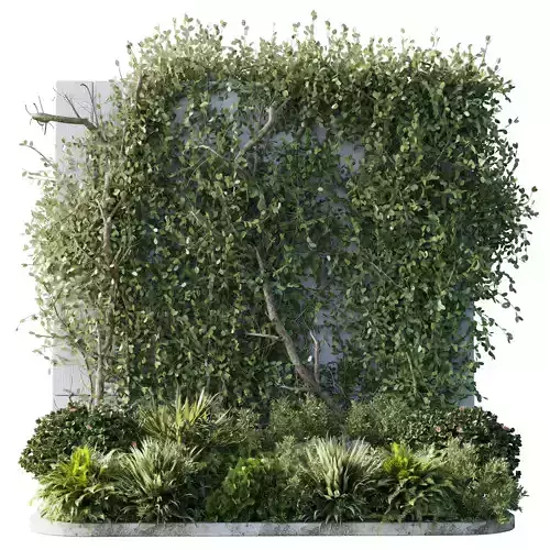 Garden ivy of Plants shrubs and palm tree - outdoor garden