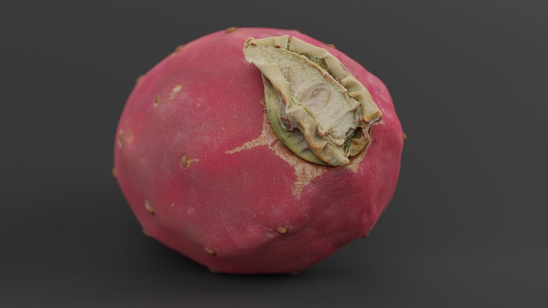 Prickly Pear Photorealistic Low-poly 3D model_3