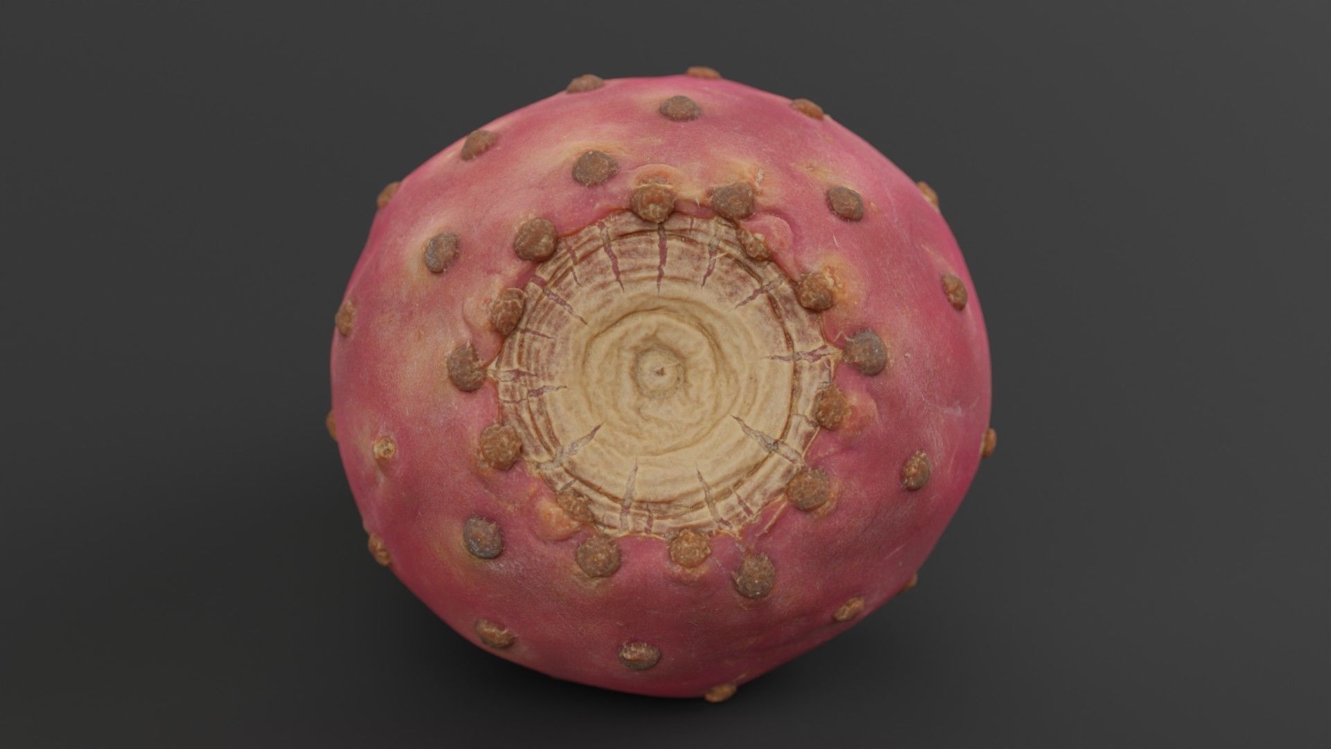 Prickly Pear Photorealistic Low-poly 3D model_2