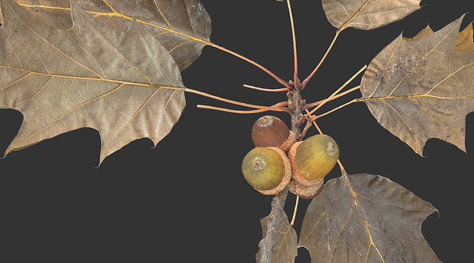A branch of a sharp-leaved oak