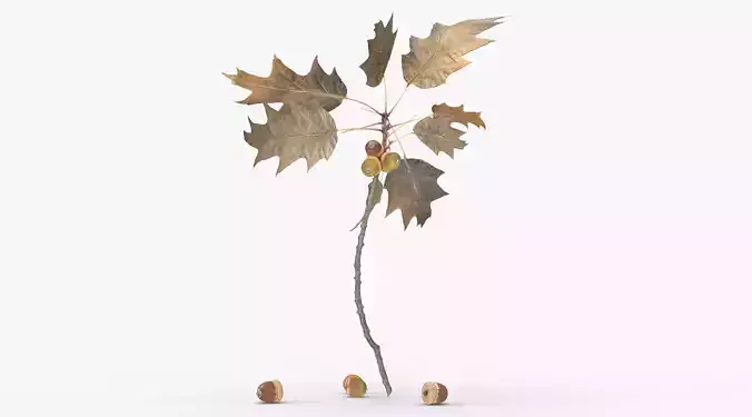 A branch of a sharp-leaved oak