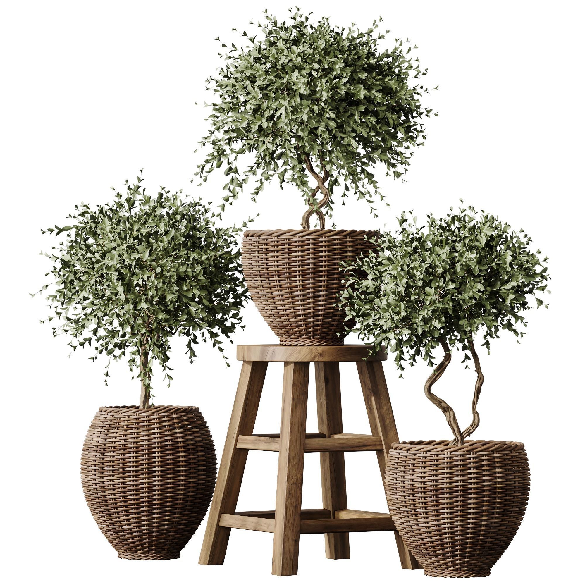 HQ Plants Mission Olive Tree Indoor Vase Set004 3D model_4