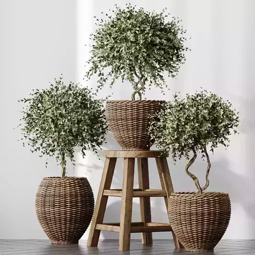 HQ Plants Mission Olive Tree Indoor Vase Set004 3D model
