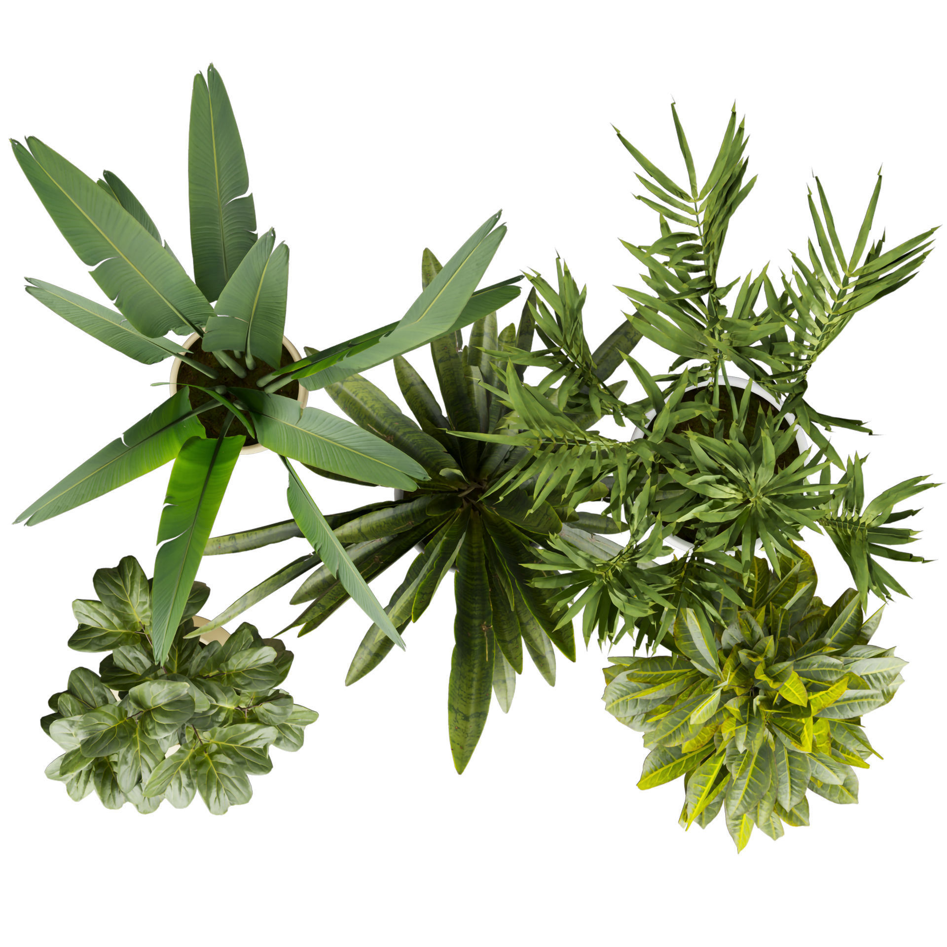 Collection plant vol 524 - banana - hanging - croton - fiddle  3D model_4