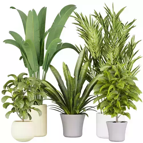 Collection plant vol 524 - banana - hanging - croton - fiddle 