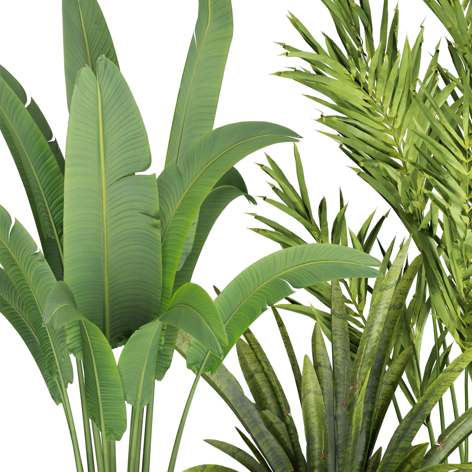 Collection plant vol 524 - banana - hanging - croton - fiddle  3D model_1