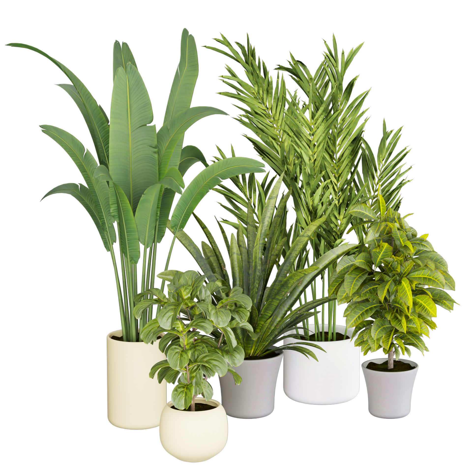 Collection plant vol 524 - banana - hanging - croton - fiddle  3D model_3