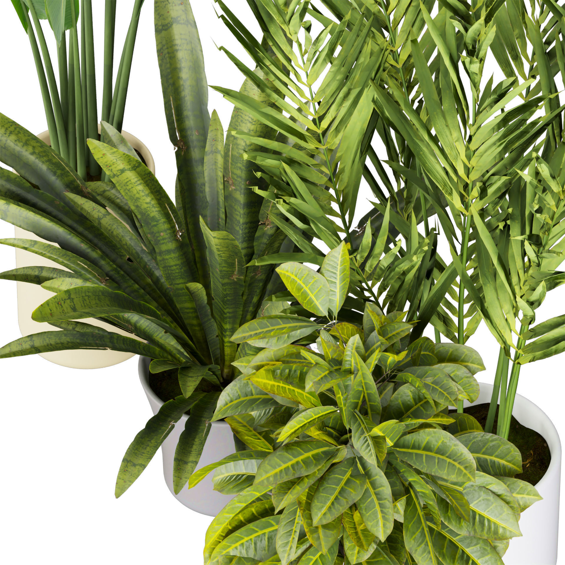 Collection plant vol 524 - banana - hanging - croton - fiddle  3D model_2