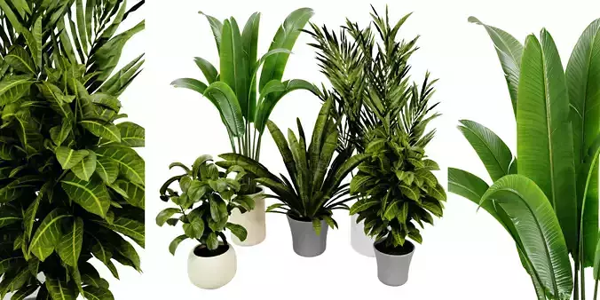 Collection plant vol 524 - blender model 