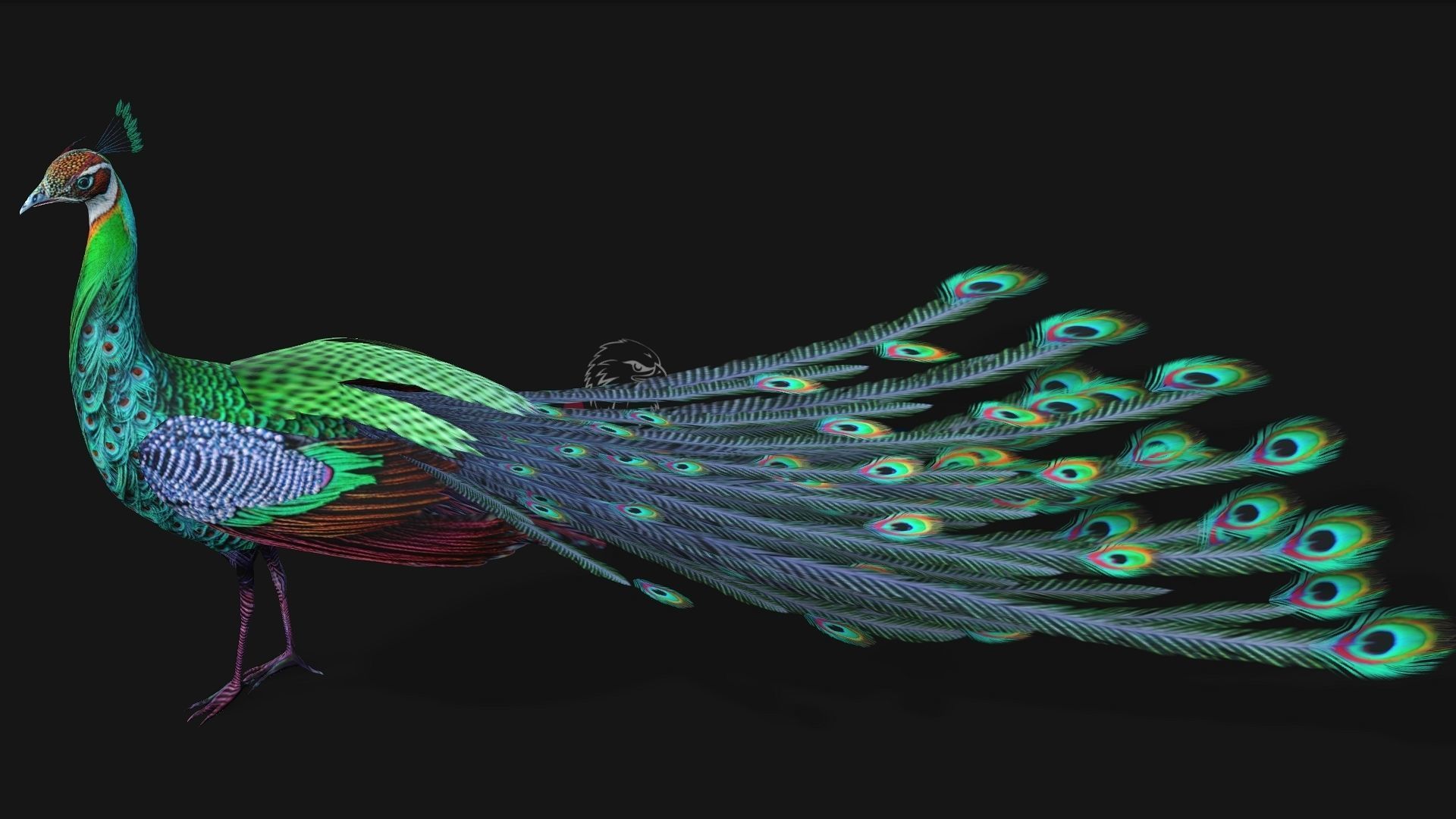 Peacock A3 3D model_4