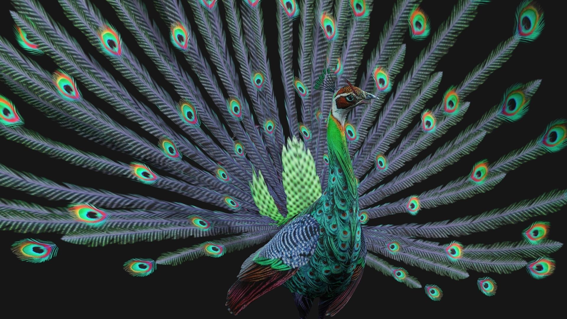 Peacock A3 3D model_8