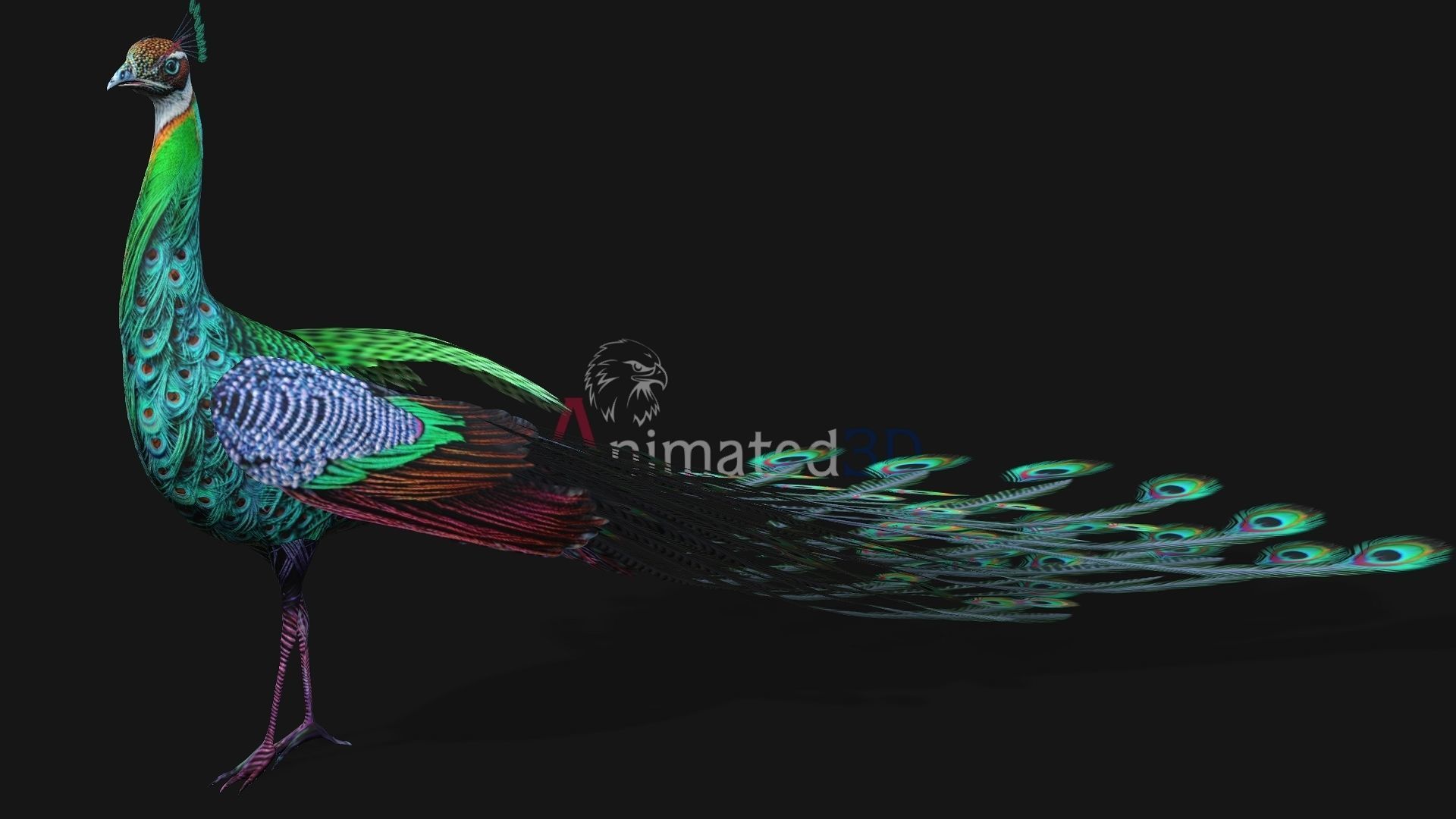 Peacock A3 3D model_3