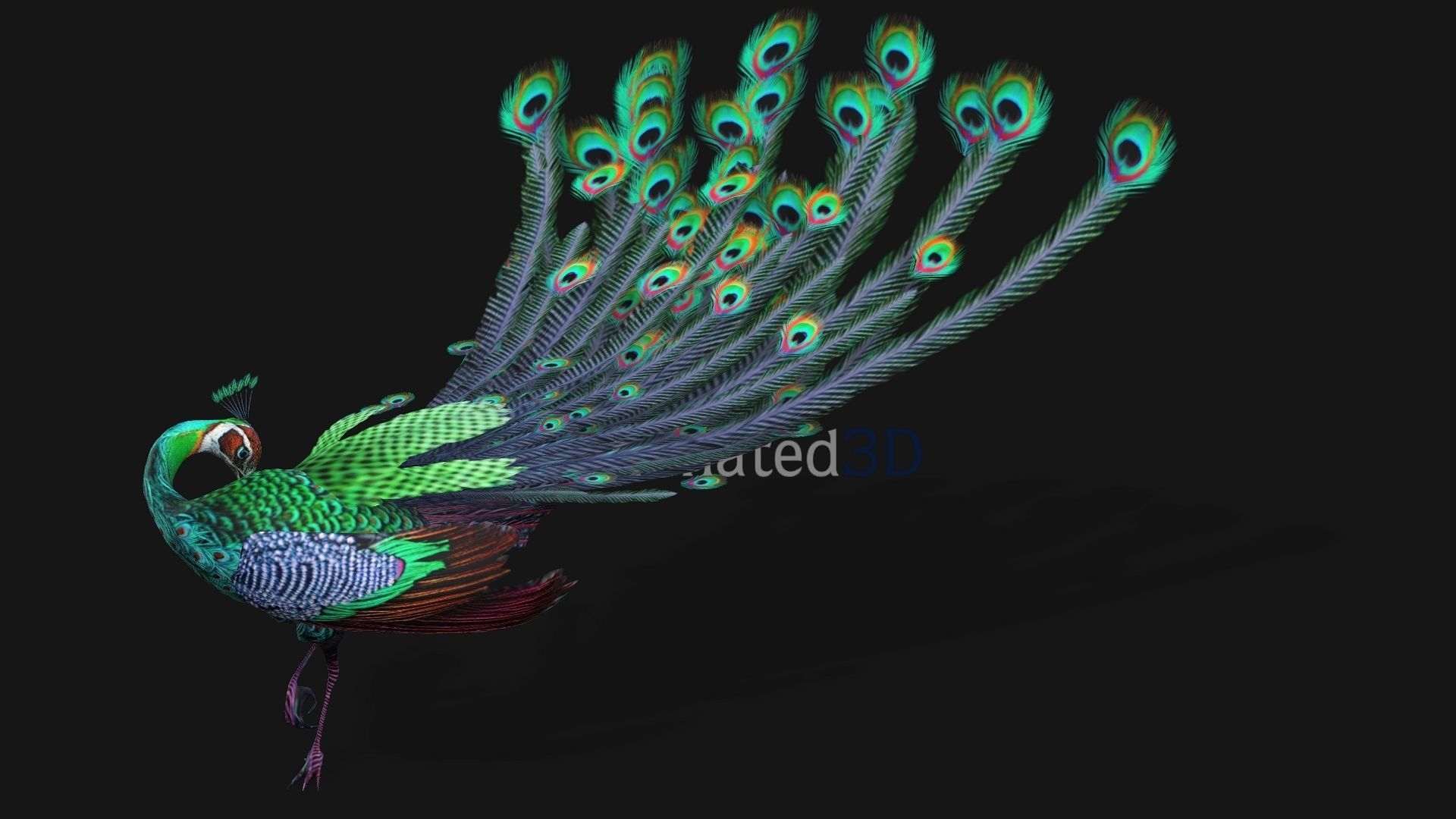 Peacock A3 3D model_6