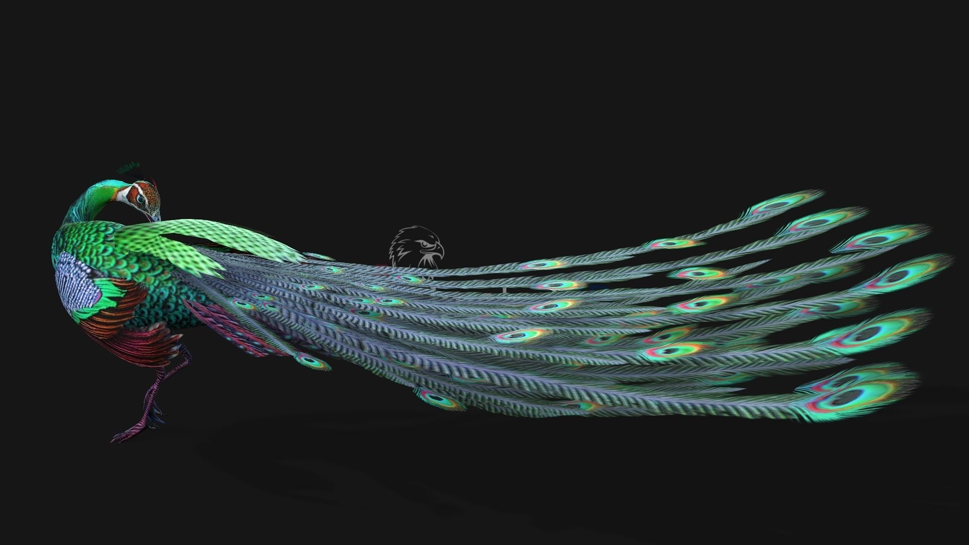 Peacock A3 3D model_7