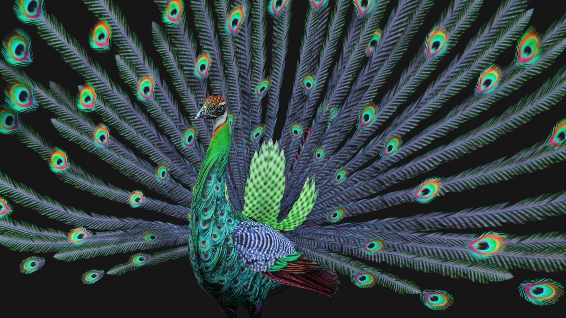 Peacock A3 3D model_2