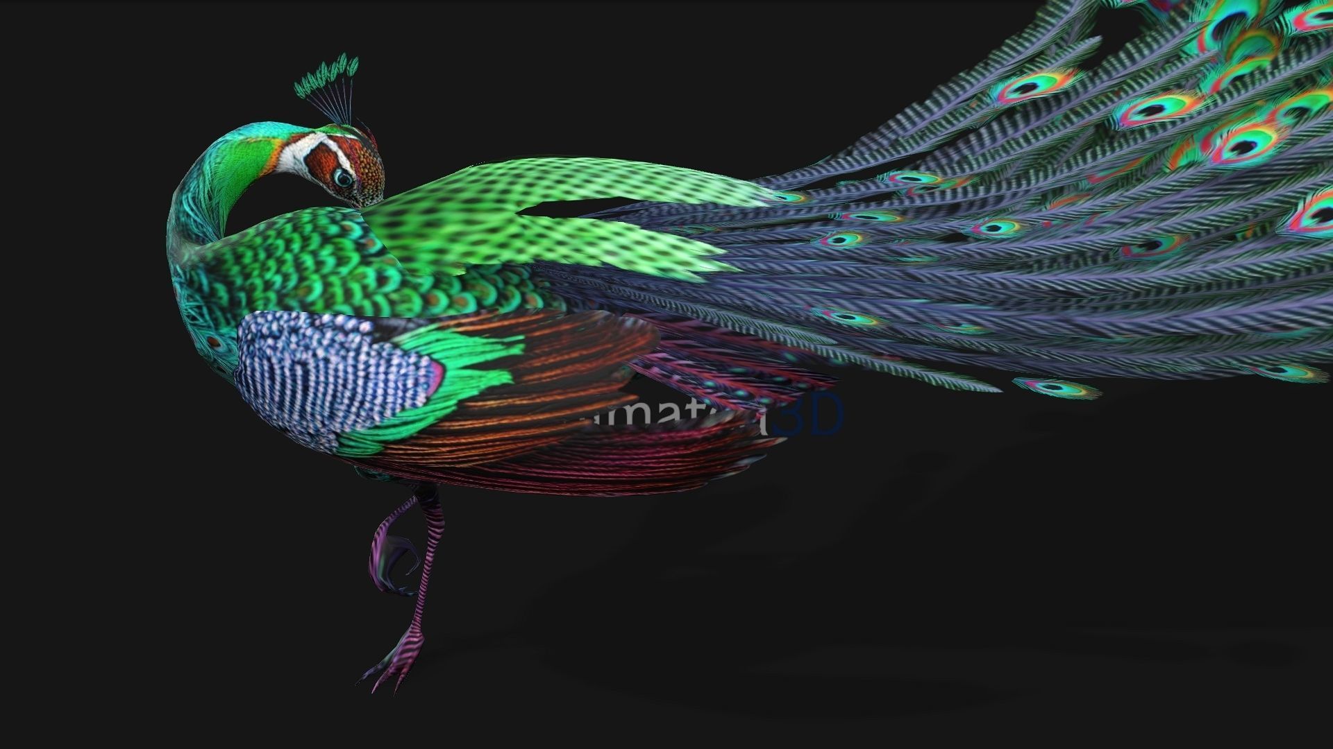 Peacock A3 3D model_5