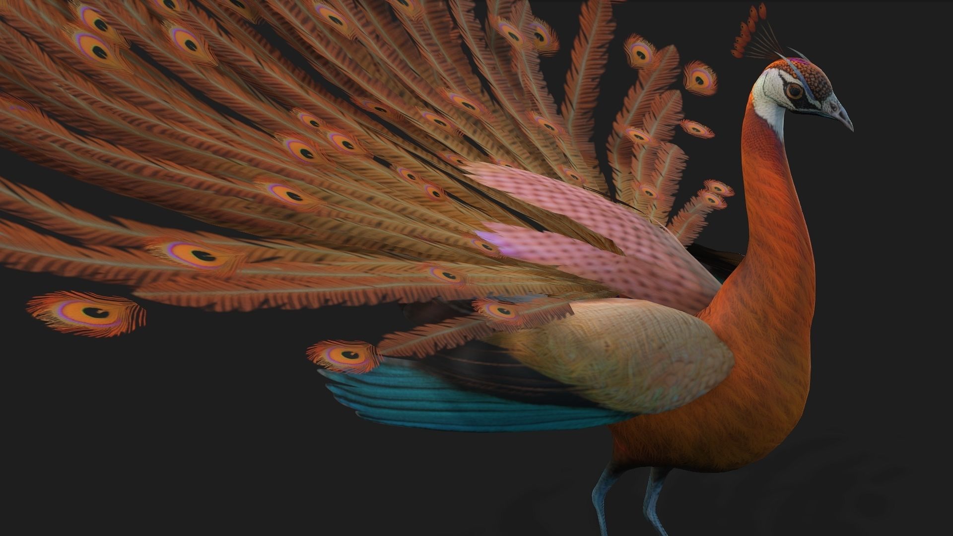 Peacock A4 3D model_6