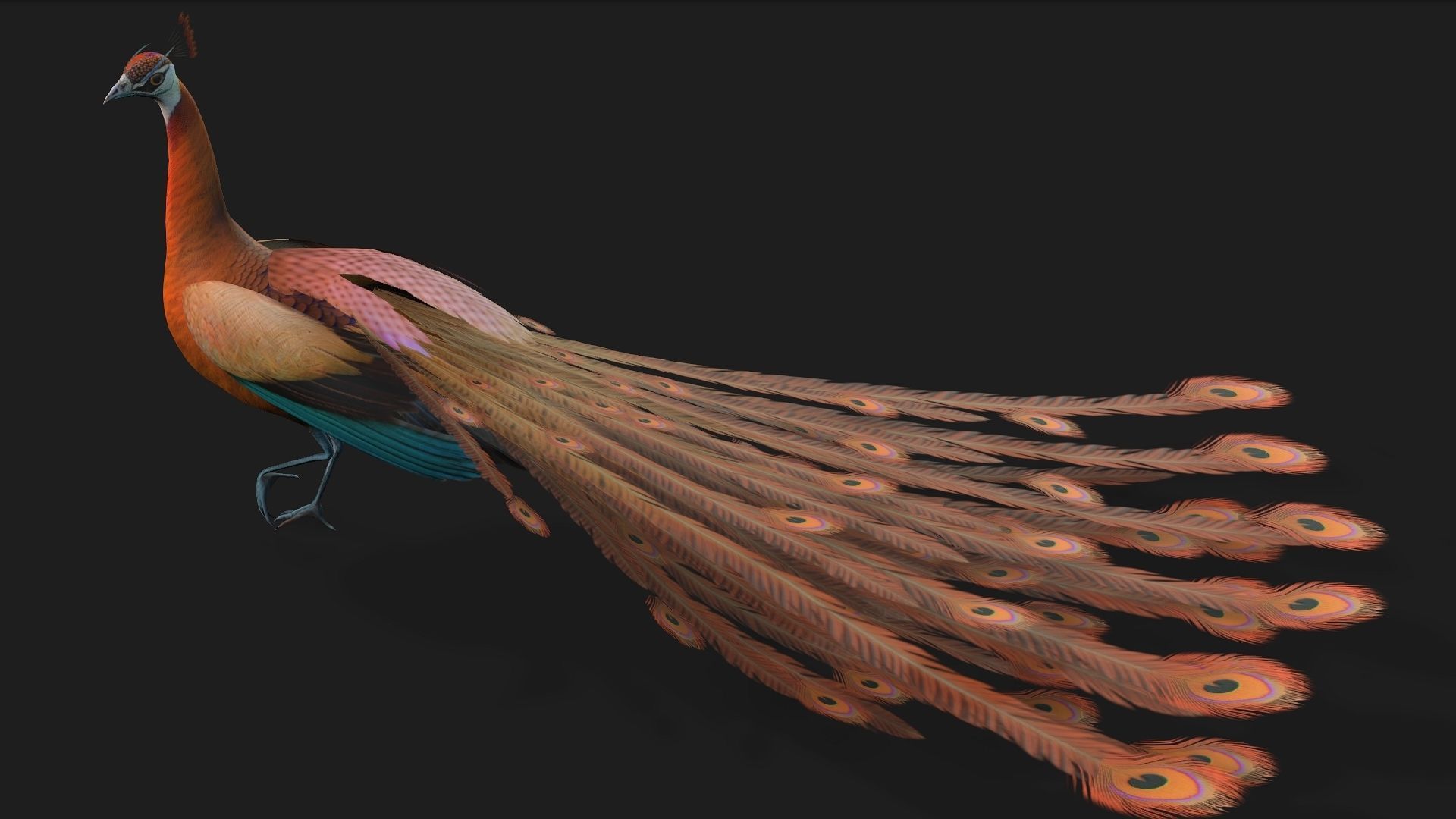 Peacock A4 3D model_5