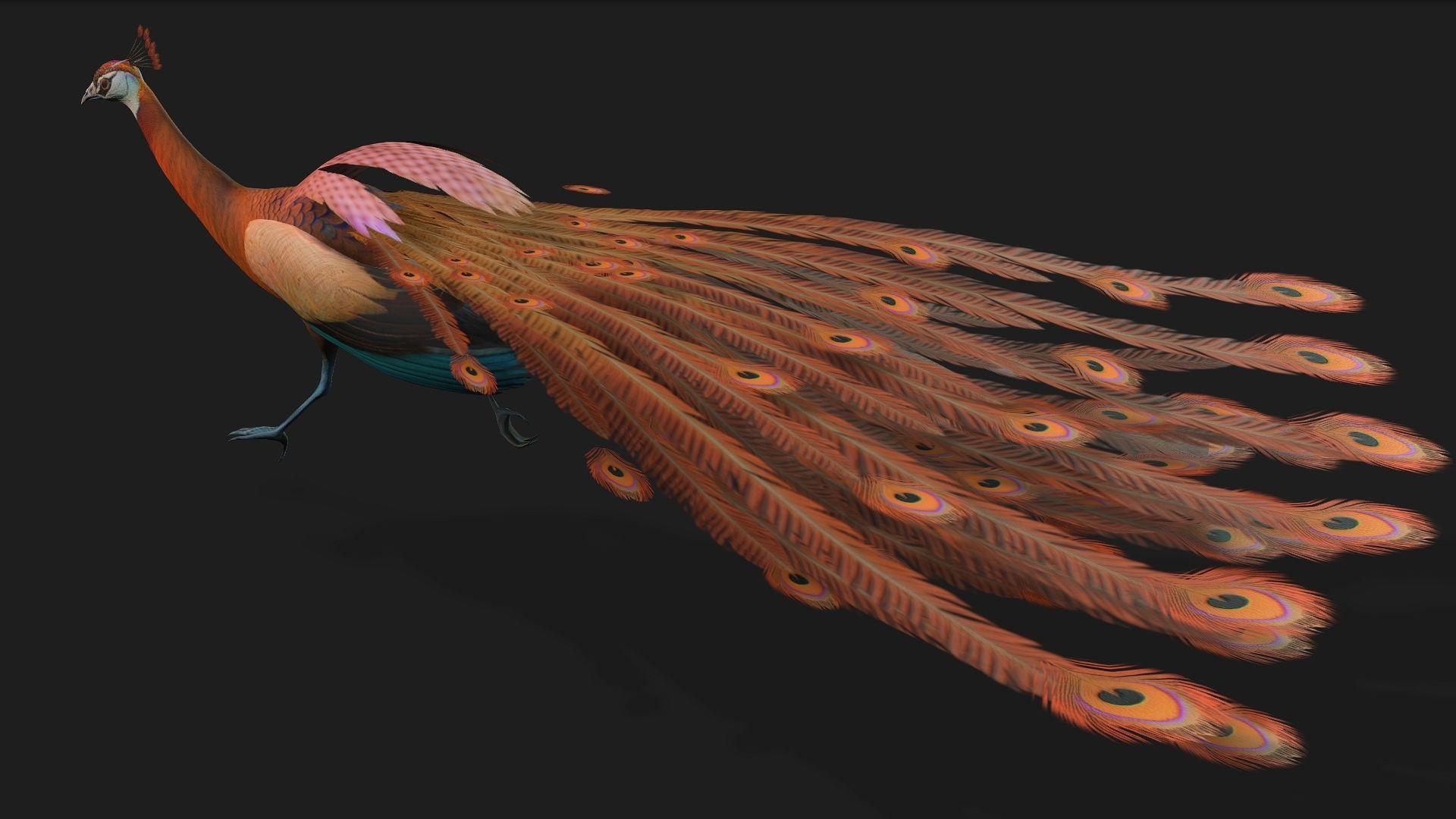 Peacock A4 3D model_7