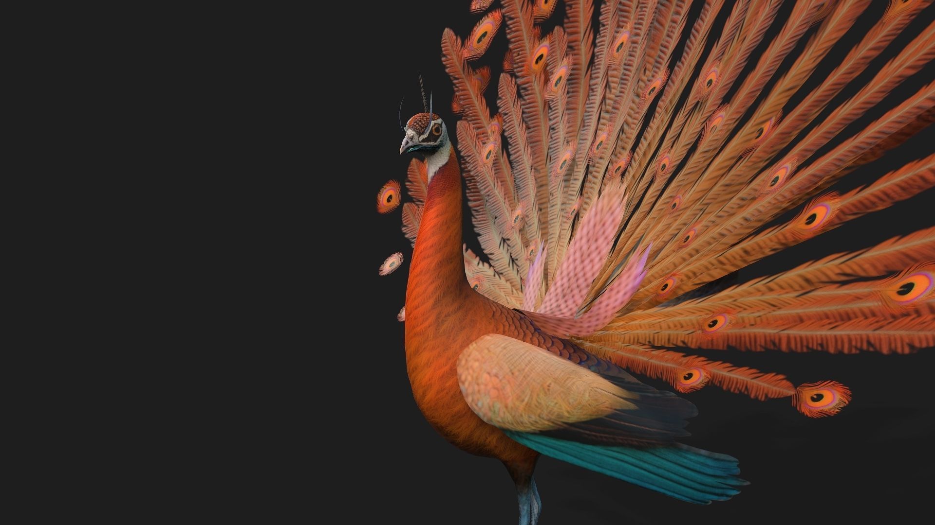 Peacock A4 3D model_3