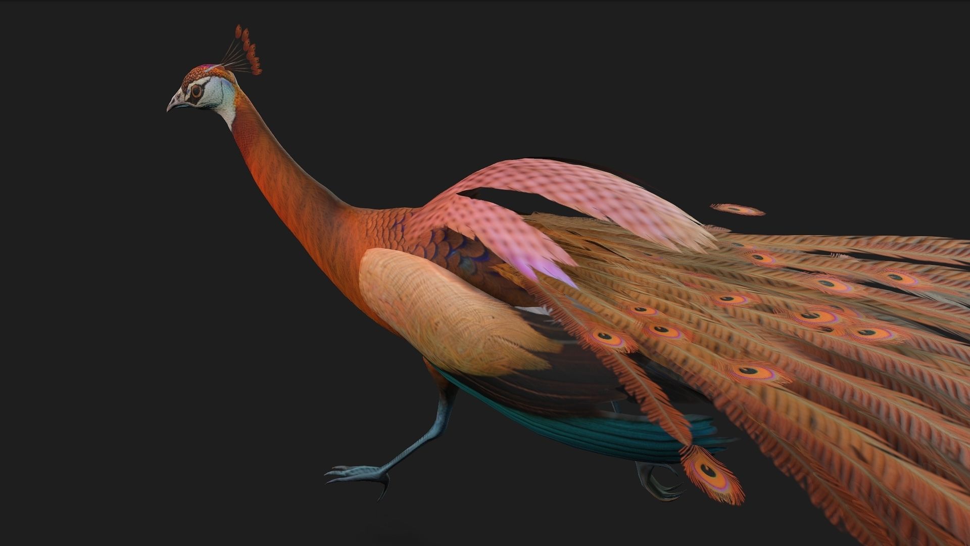 Peacock A4 3D model_8