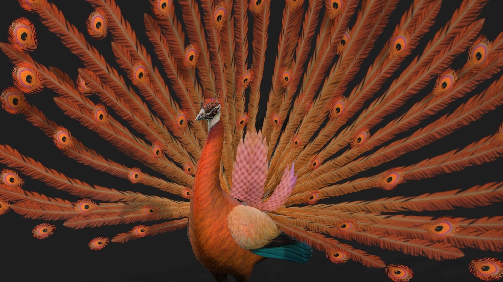 Peacock A4 3D model_2