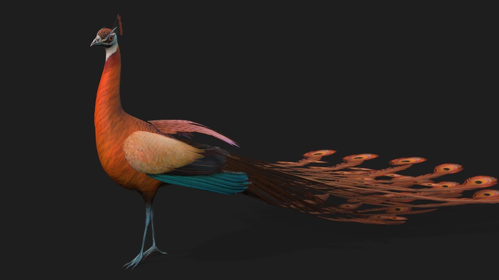 Peacock A4 3D model_4