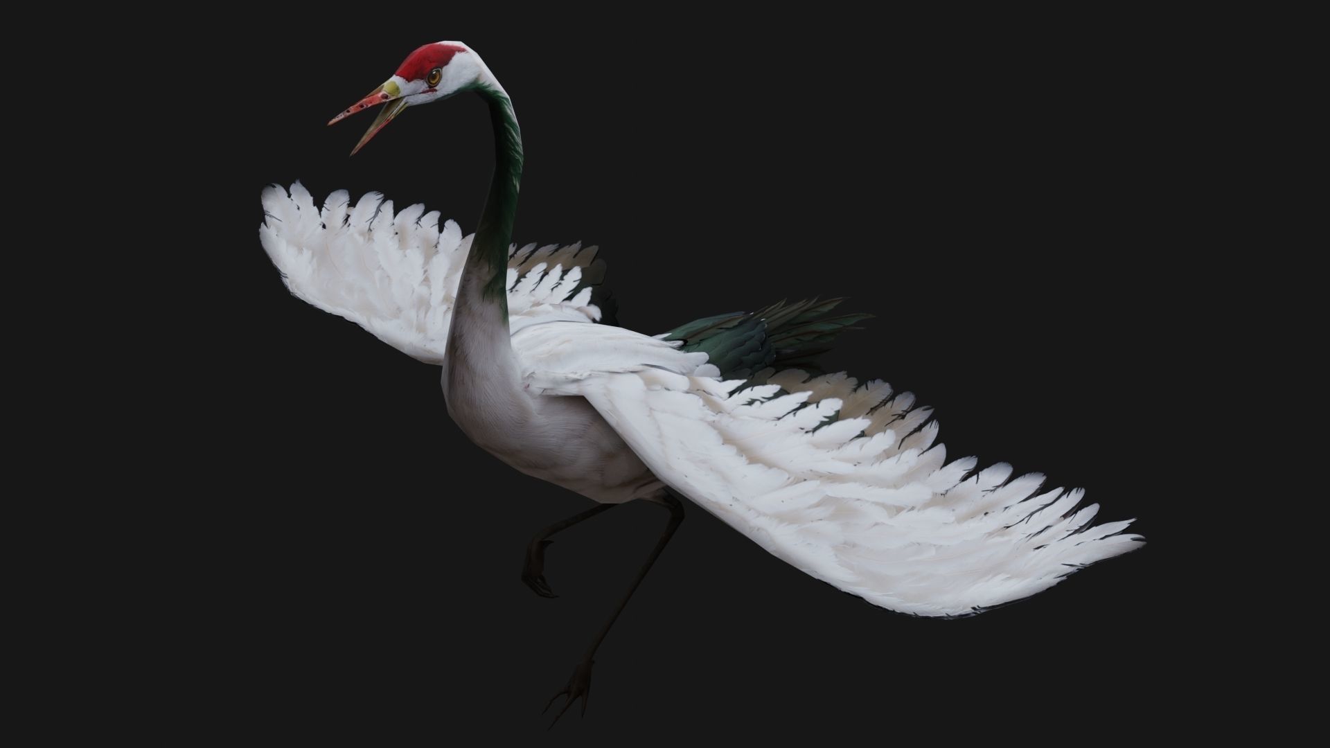 Crane Bird A1 3D model_7