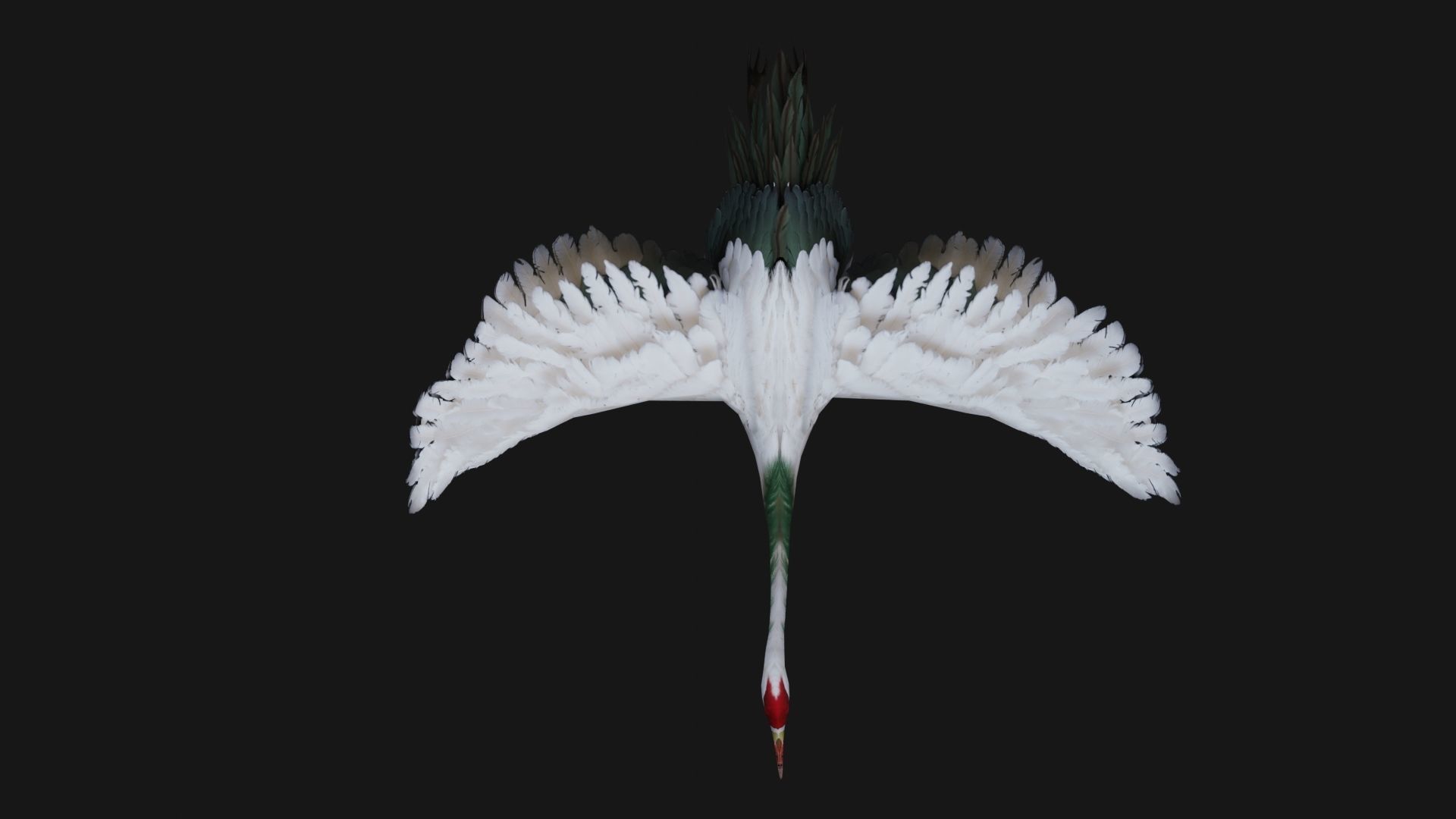 Crane Bird A1 3D model_5