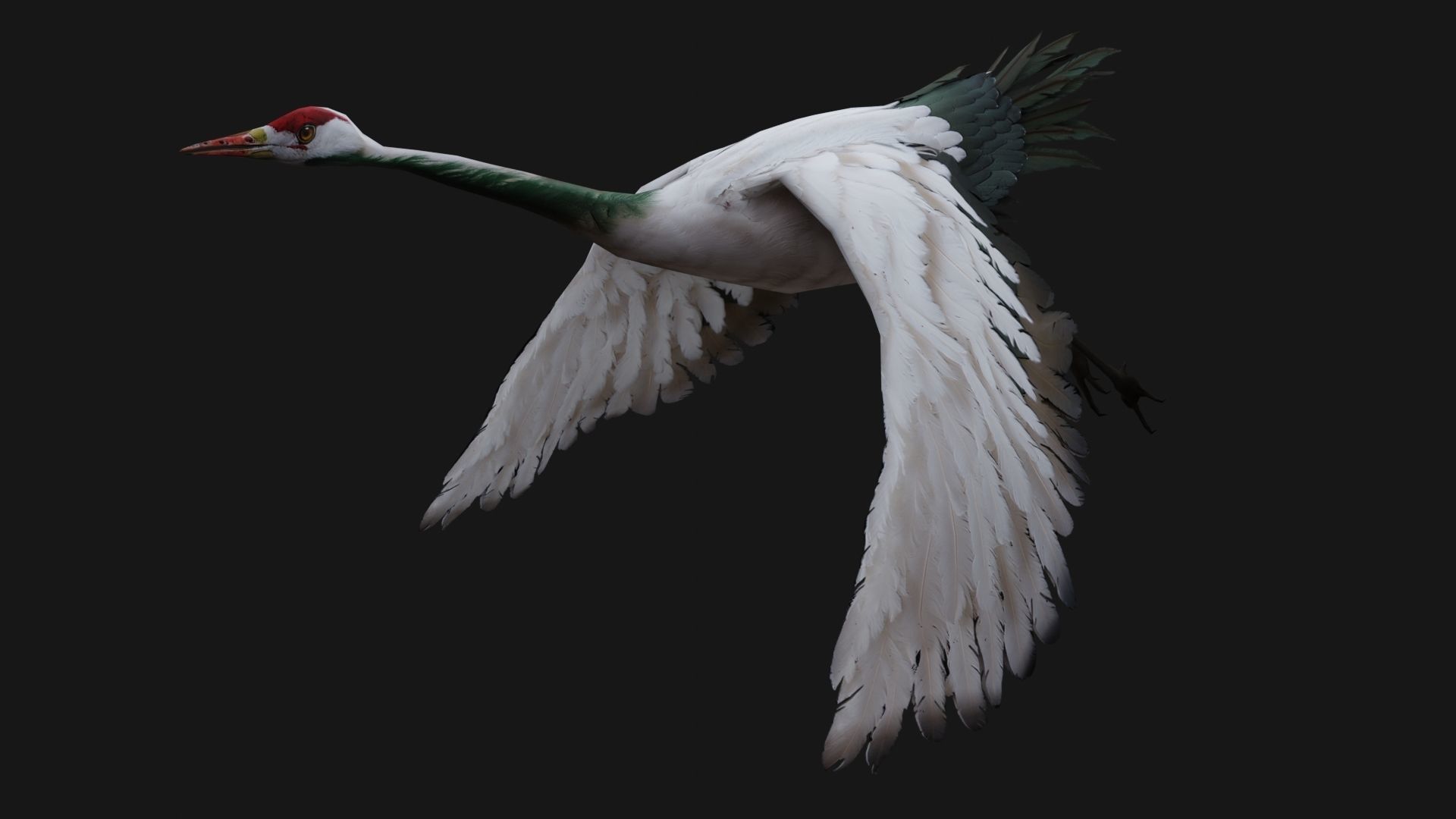 Crane Bird A1 3D model_3