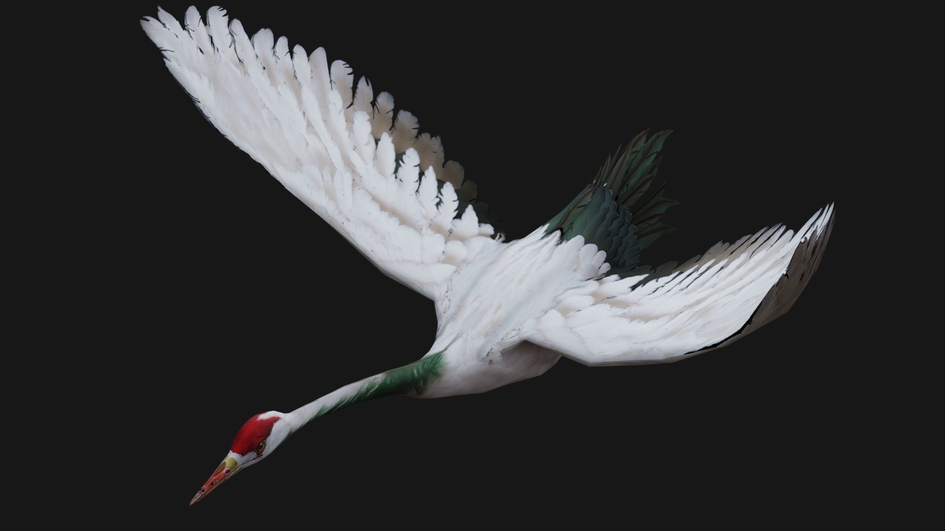 Crane Bird A1 3D model_4