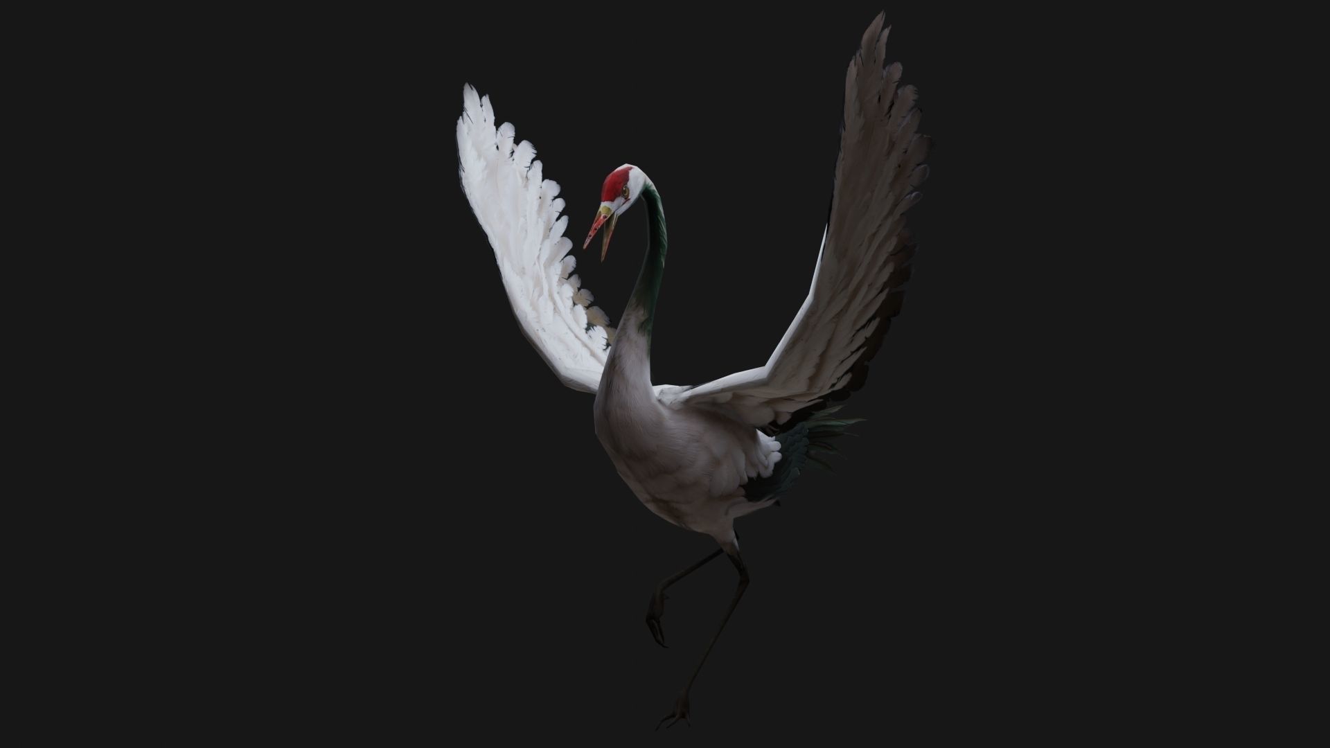 Crane Bird A1 3D model_6