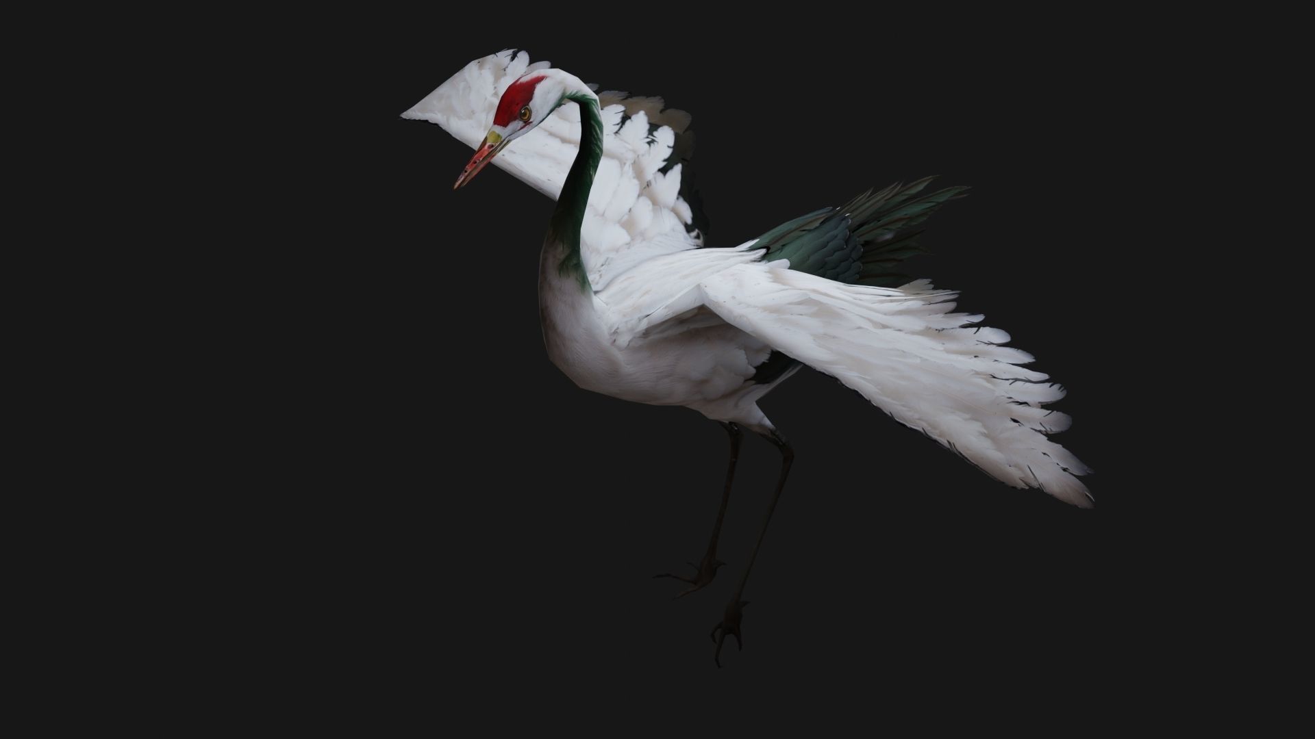 Crane Bird A1 3D model_2