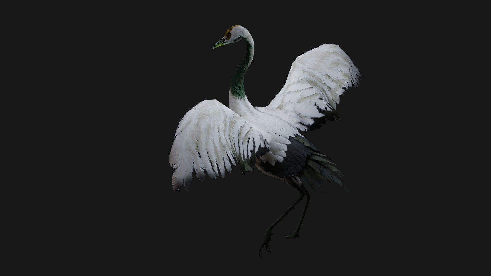 Crane Bird A2 3D model_5