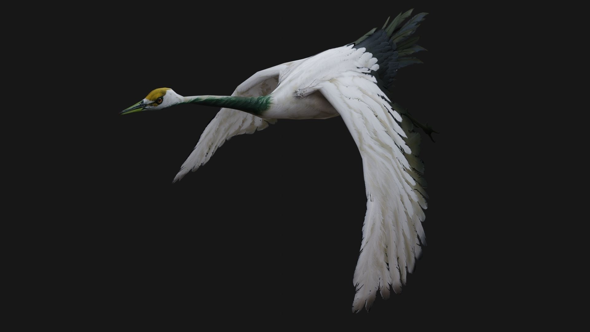 Crane Bird A2 3D model_2
