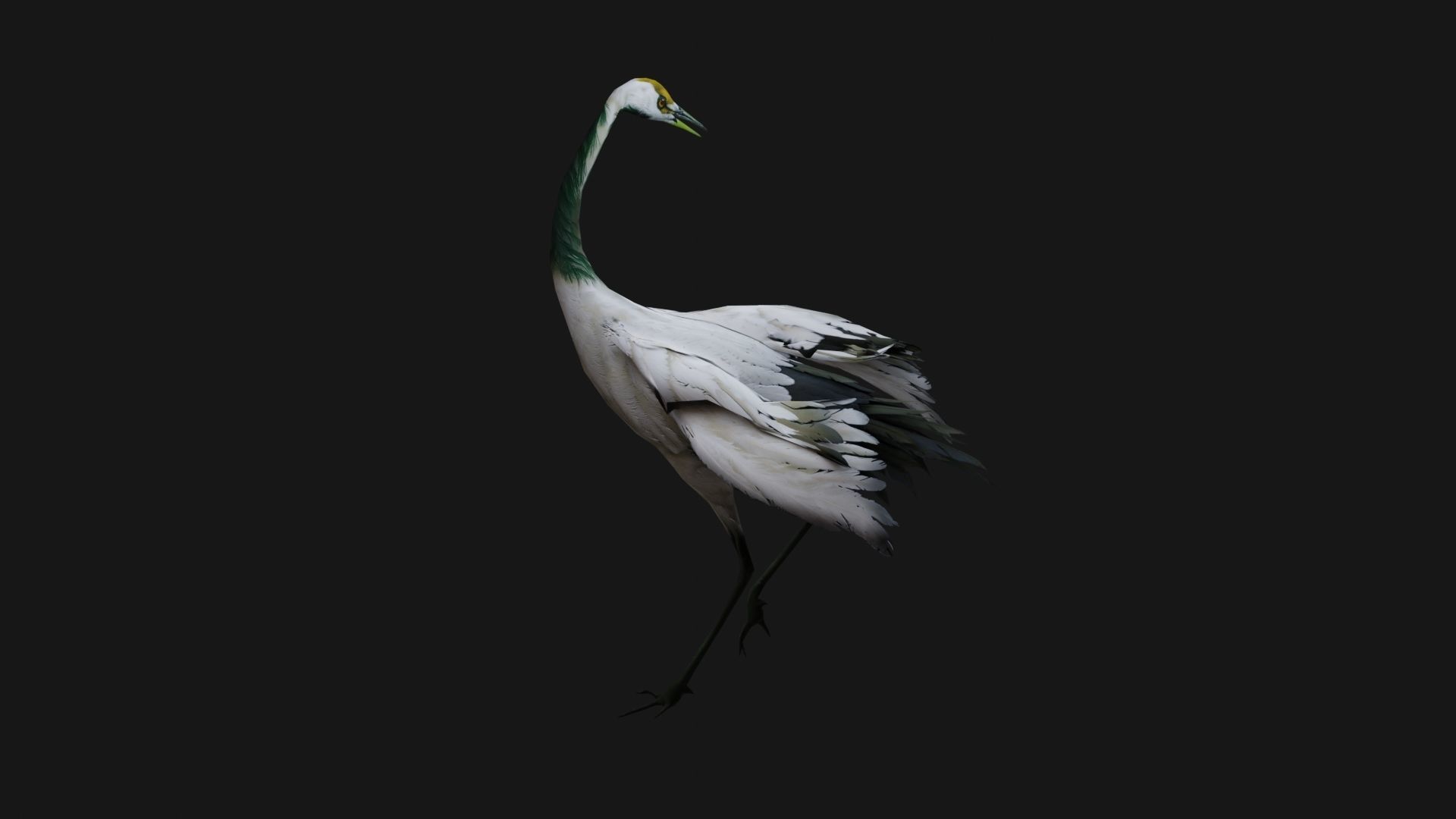 Crane Bird A2 3D model_4