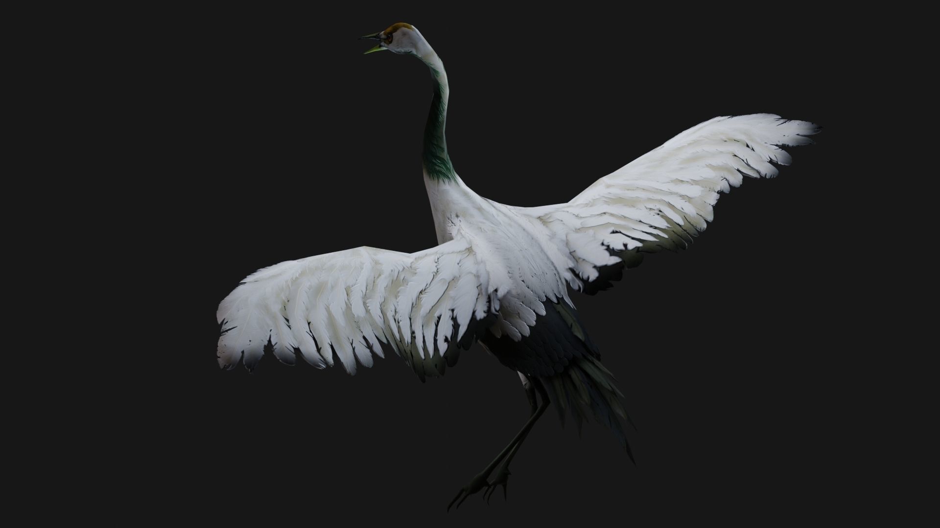 Crane Bird A2 3D model_6