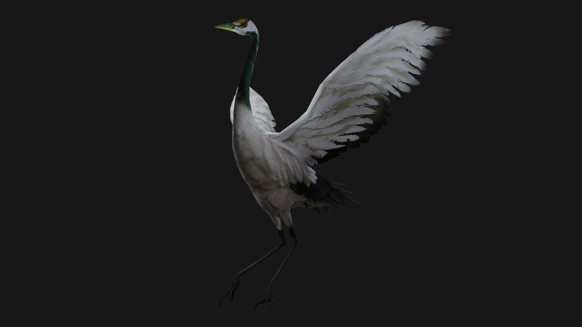 Crane Bird A2 3D model_7