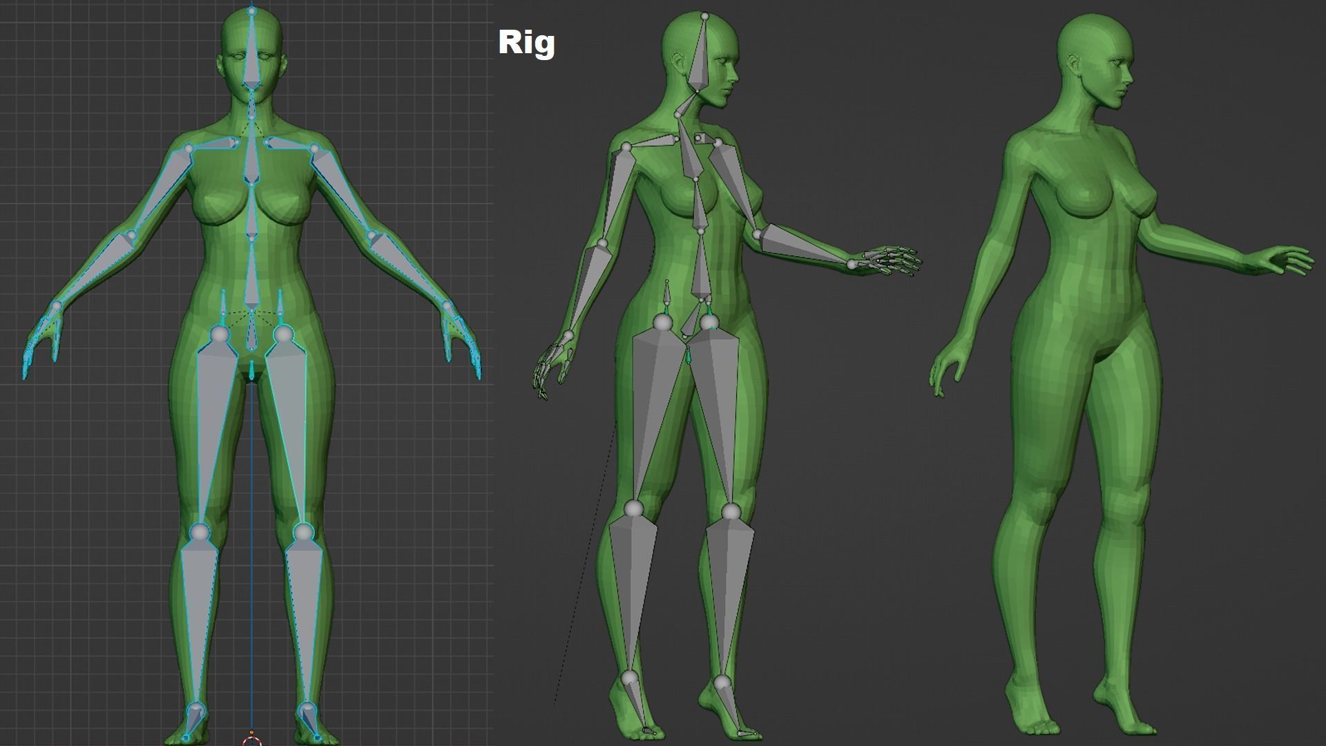 Female Anatomy Basemesh 3D model_7