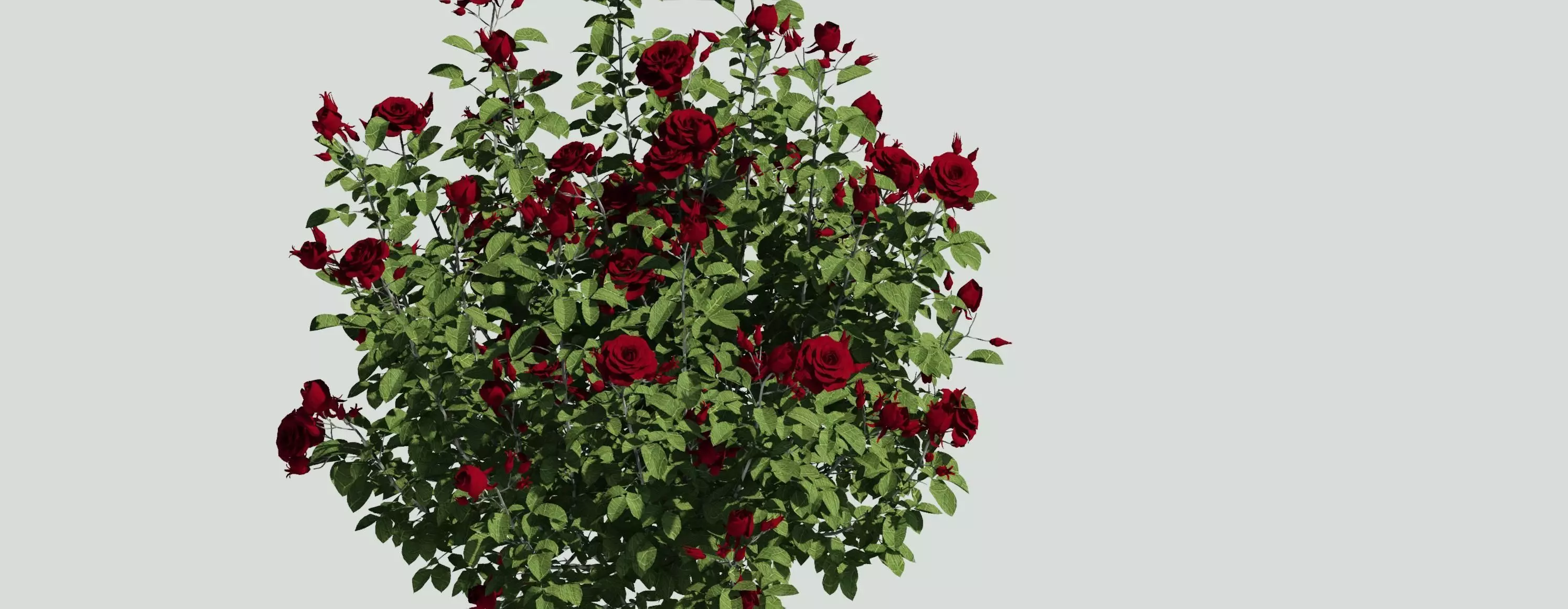 Rose Bush Rosa rubiginosa 3D model