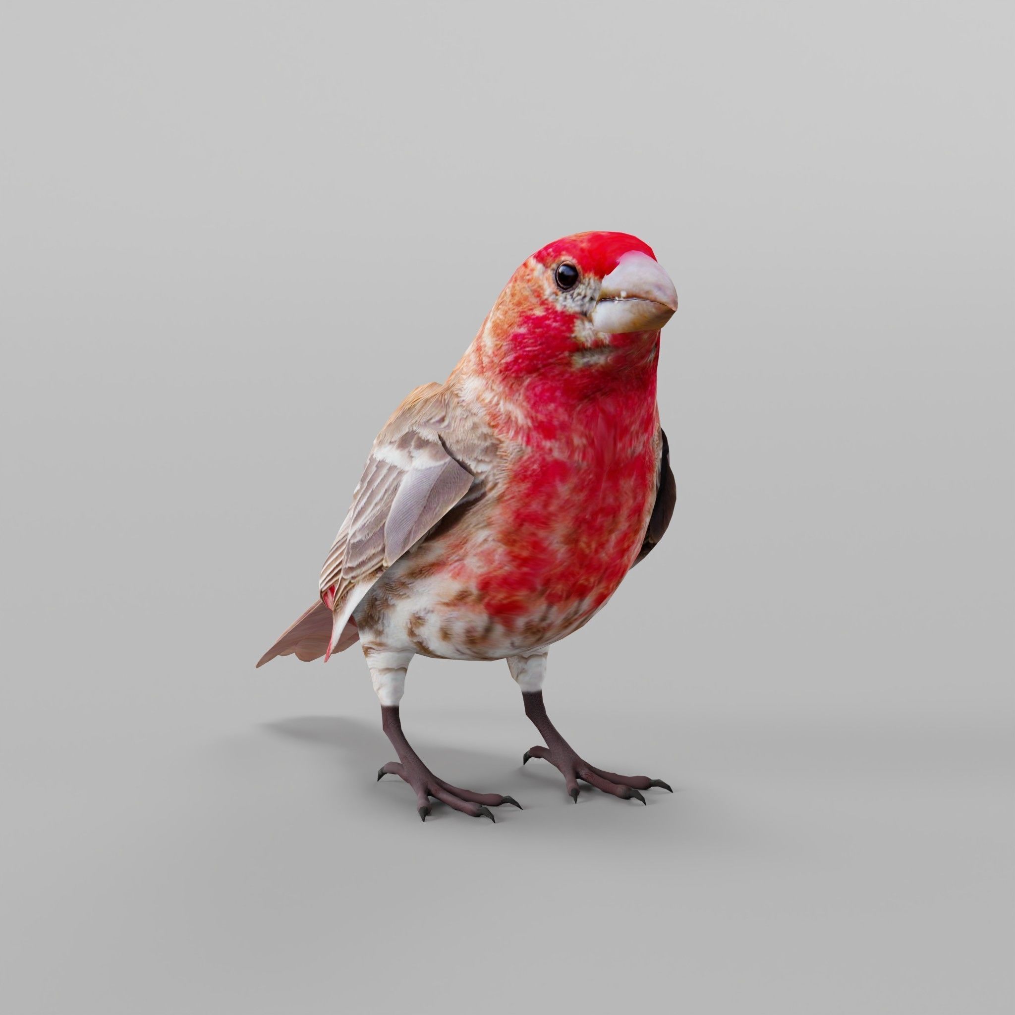 Finches Birds Animals 3D model_4