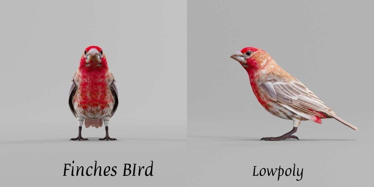 Finches Birds Animals 3D model_3